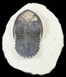 Brown Hollardops Trilobite - Foum Zguid, Morocco #55981-2
